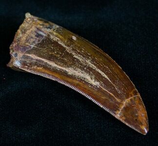 The highly serrated, steak knife like teeth of Carcharodontosaurus are designed for slice flesh.